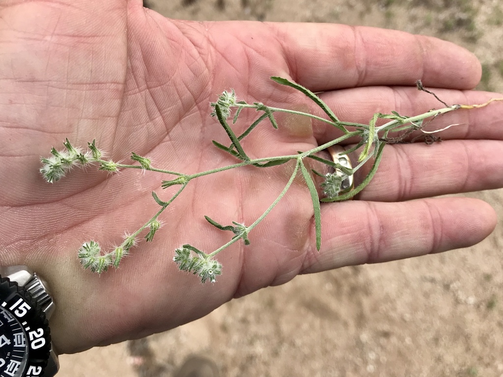 Cryptantha corollata (Coast range cryptantha), native California herb