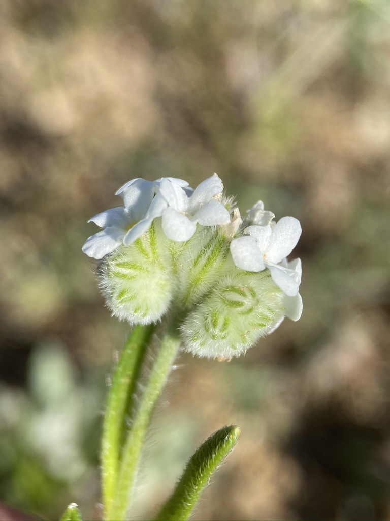 Cryptantha crinita (Silky cryptantha), native California herb