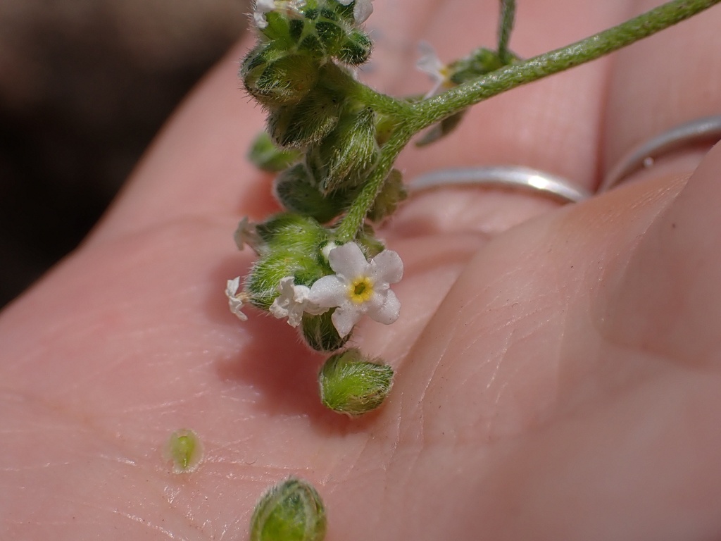 Cryptantha cycloptera (Tucson cryptantha), native California annual