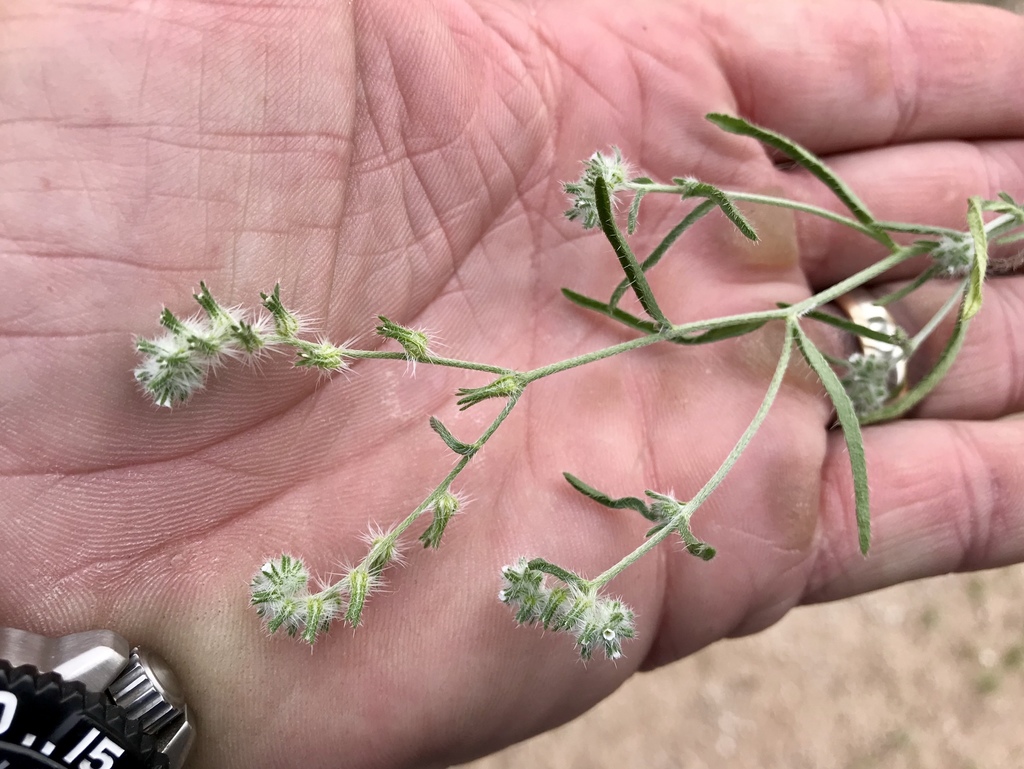 Cryptantha decipiens (Gravel cryptantha), native California herb