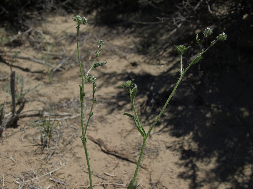 Cryptantha dumetorum (Scrambling cryptantha), native California herb