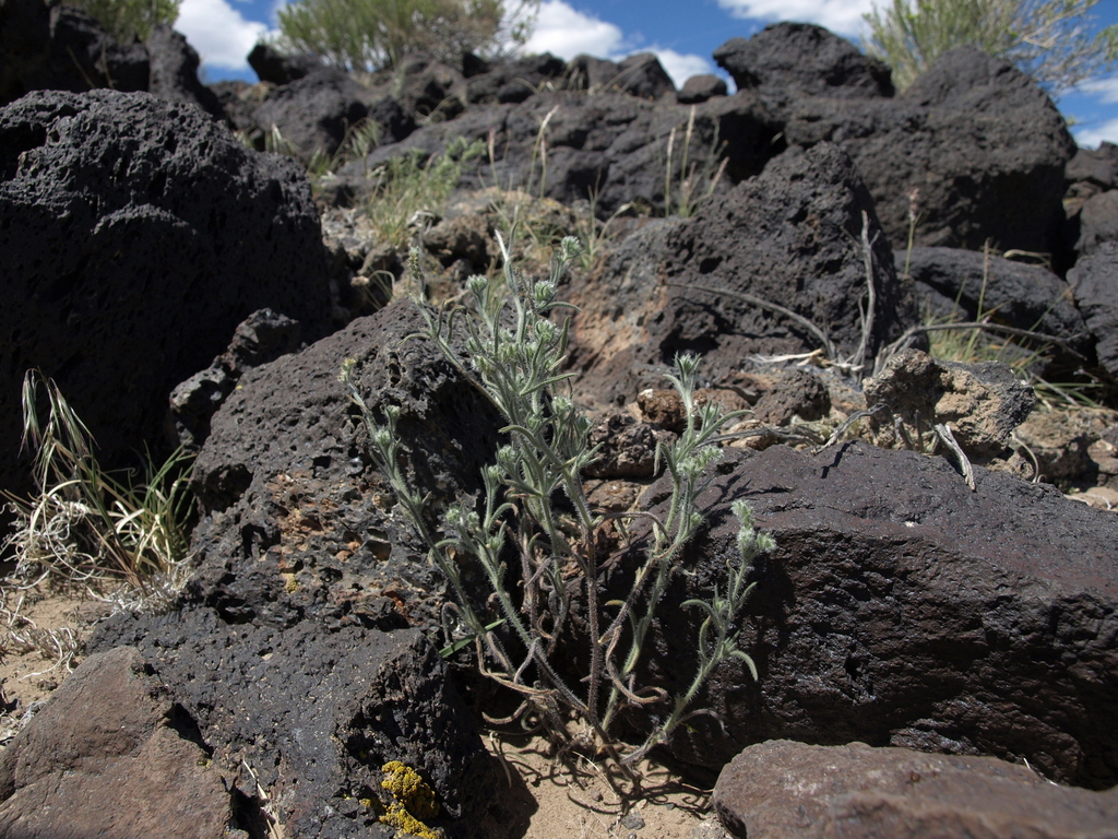 Cryptantha echinella (Hedgehog cryptantha), native California herb