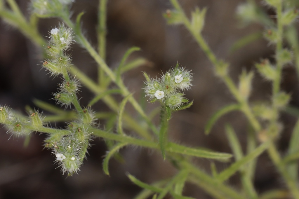 Cryptantha fendleri (Sand dune cryptantha), native California herb