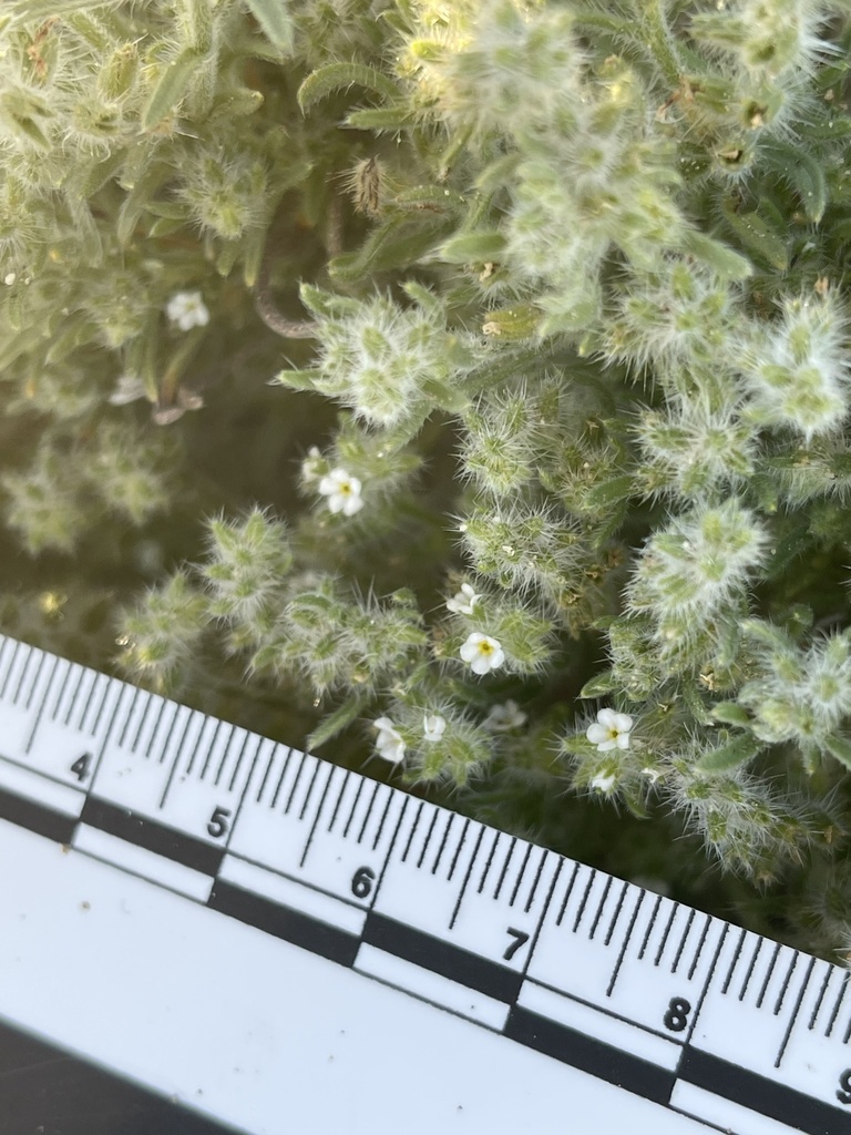 Cryptantha ganderi (Gander's cryptantha), native California herb
