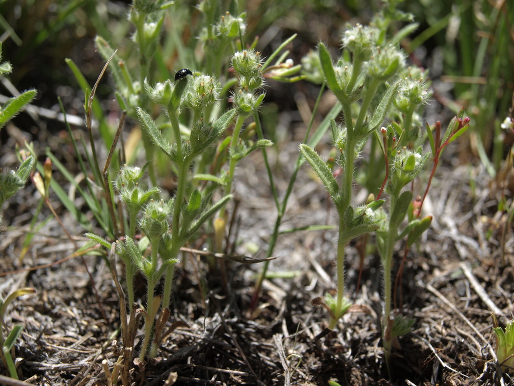 Cryptantha glomeriflora (Clustered-flower cryptantha), native California herb