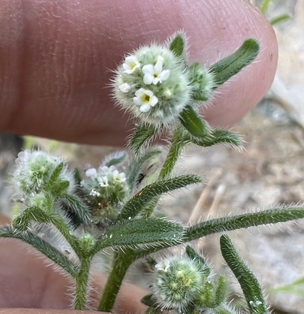 Cryptantha gracilis (Slender cryptantha), native California herb