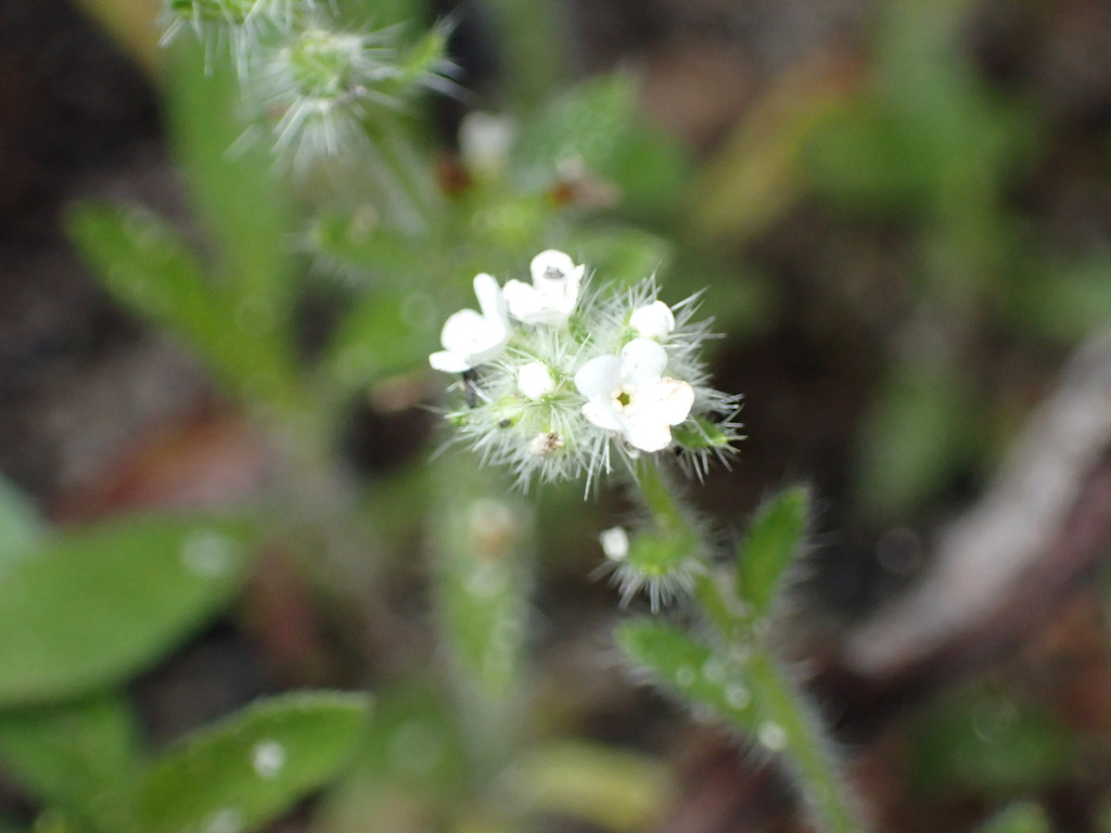 Cryptantha clevelandii — parent species of Cryptantha clevelandii var. florosa