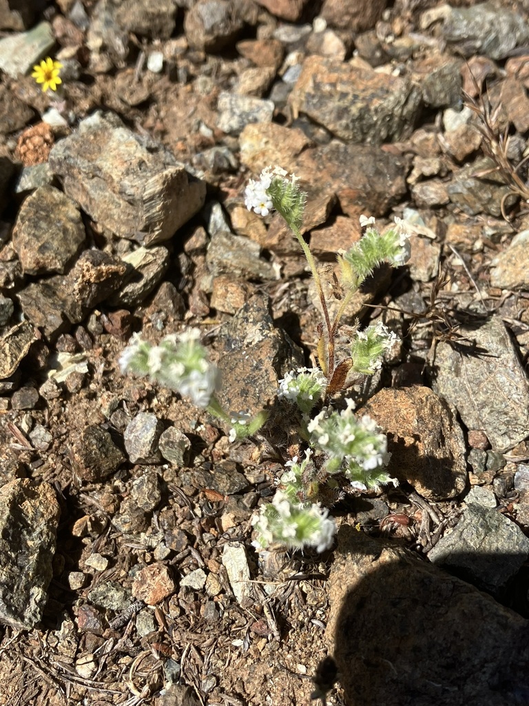 Cryptantha hispidula (Napa cryptantha), native California herb
