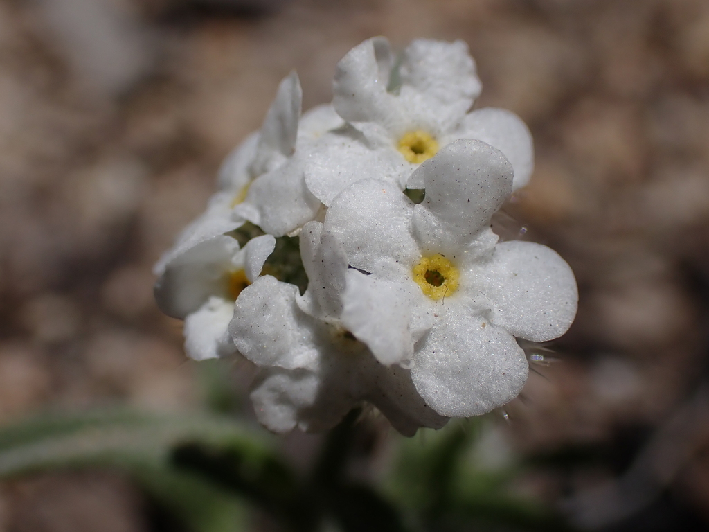 Cryptantha incana (Tulare cryptantha), native California herb