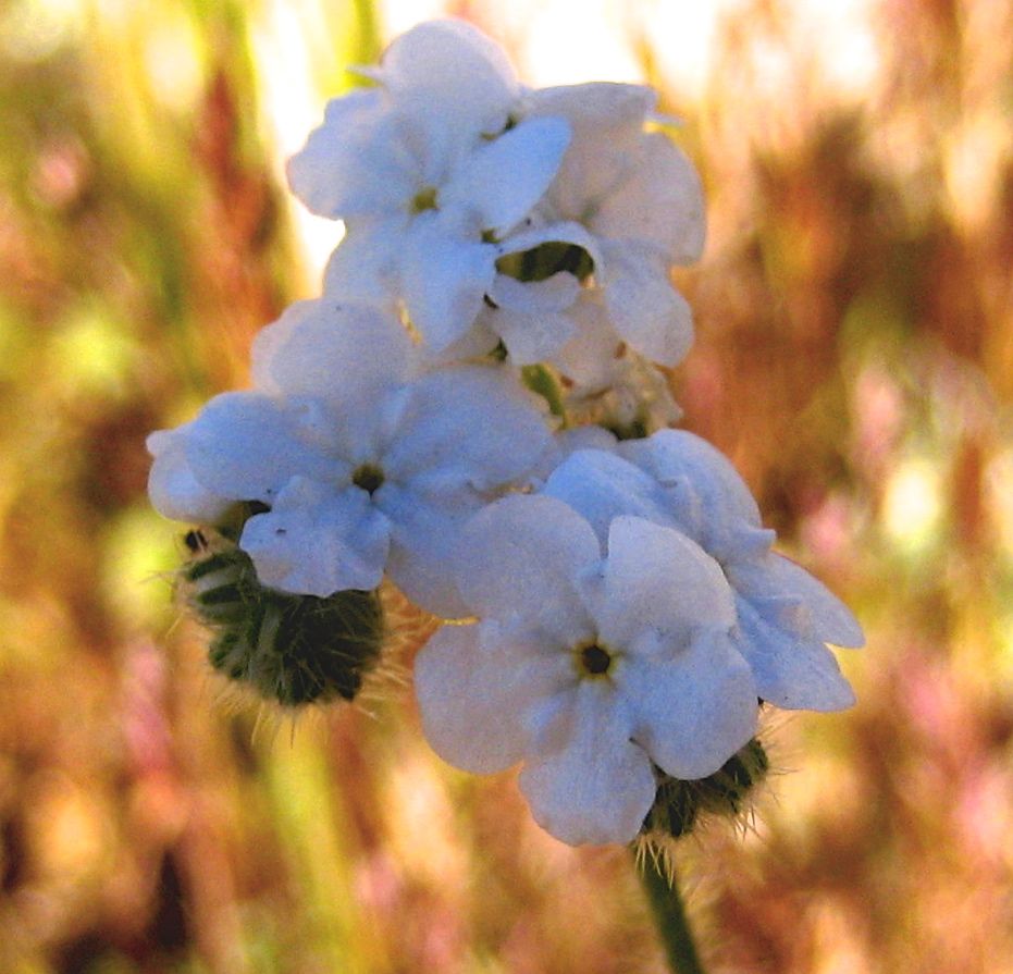 Cryptantha intermedia (Clearwater cryptantha), native California herb