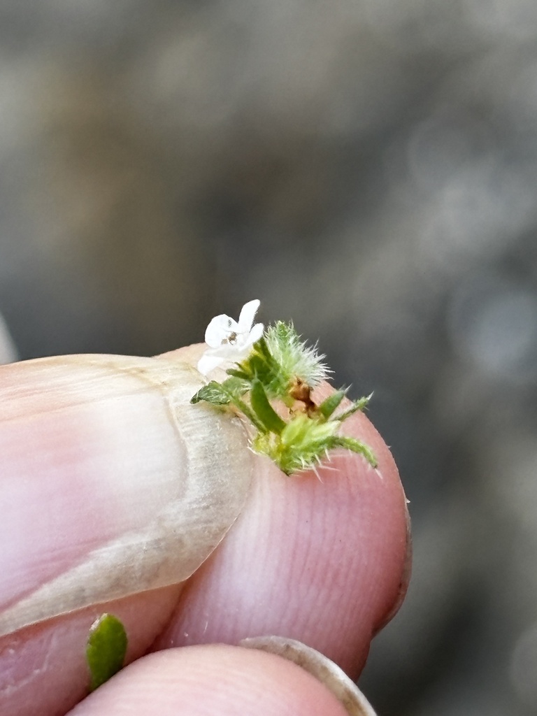 Cryptantha kinkiensis (San clemente island upland cryptantha), native California annual