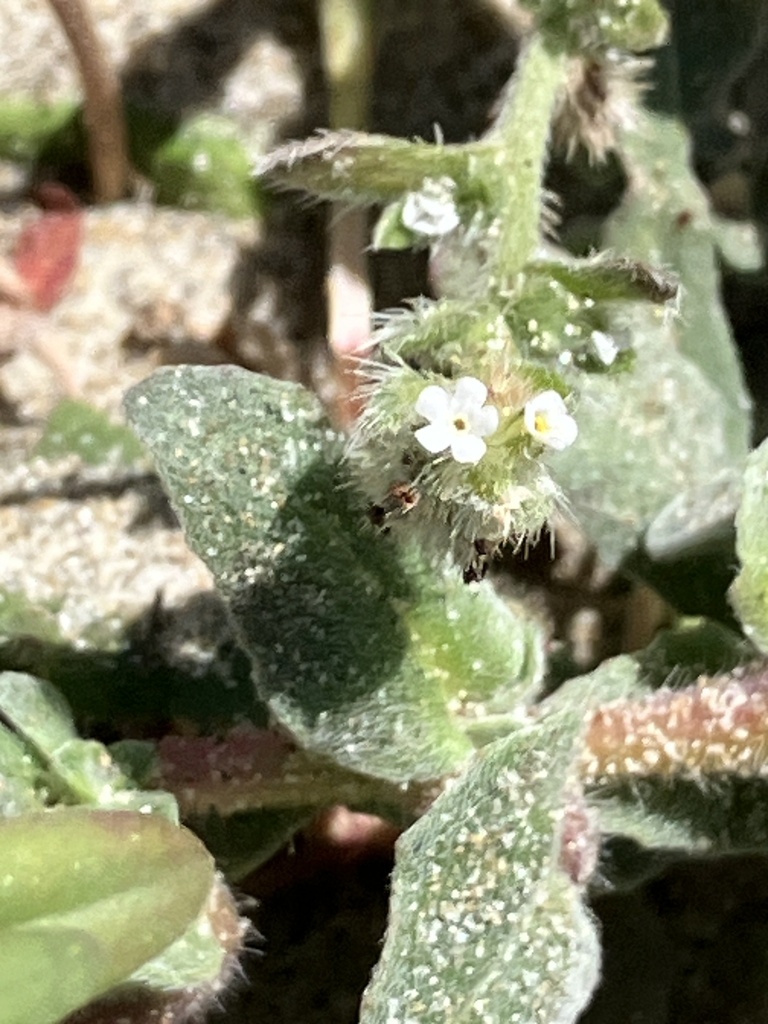Cryptantha leiocarpa (Beach cryptantha), native California herb