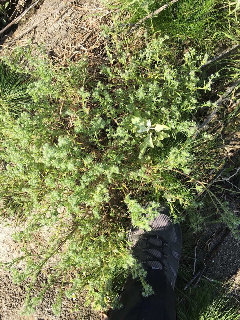 Cryptantha maritima var. maritima (Guadalupe cryptantha), native California herb