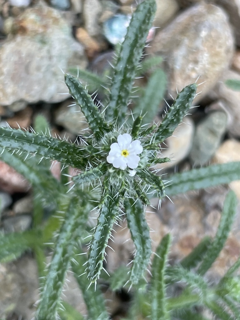 Cryptantha maritima var. pilosa (Tufted haired cryptantha), native California herb