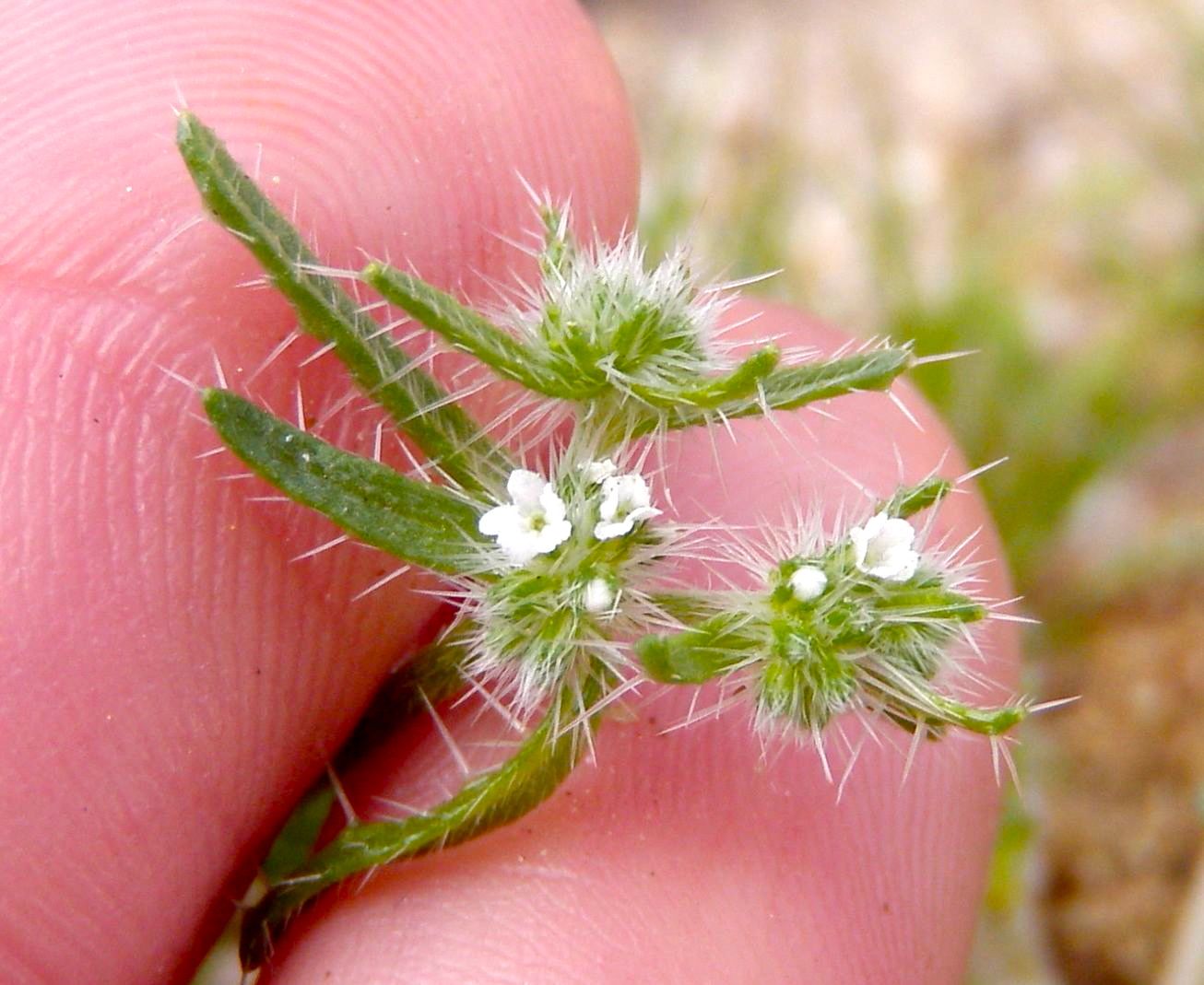 Cryptantha maritima (Guadalupe cryptantha), native California herb