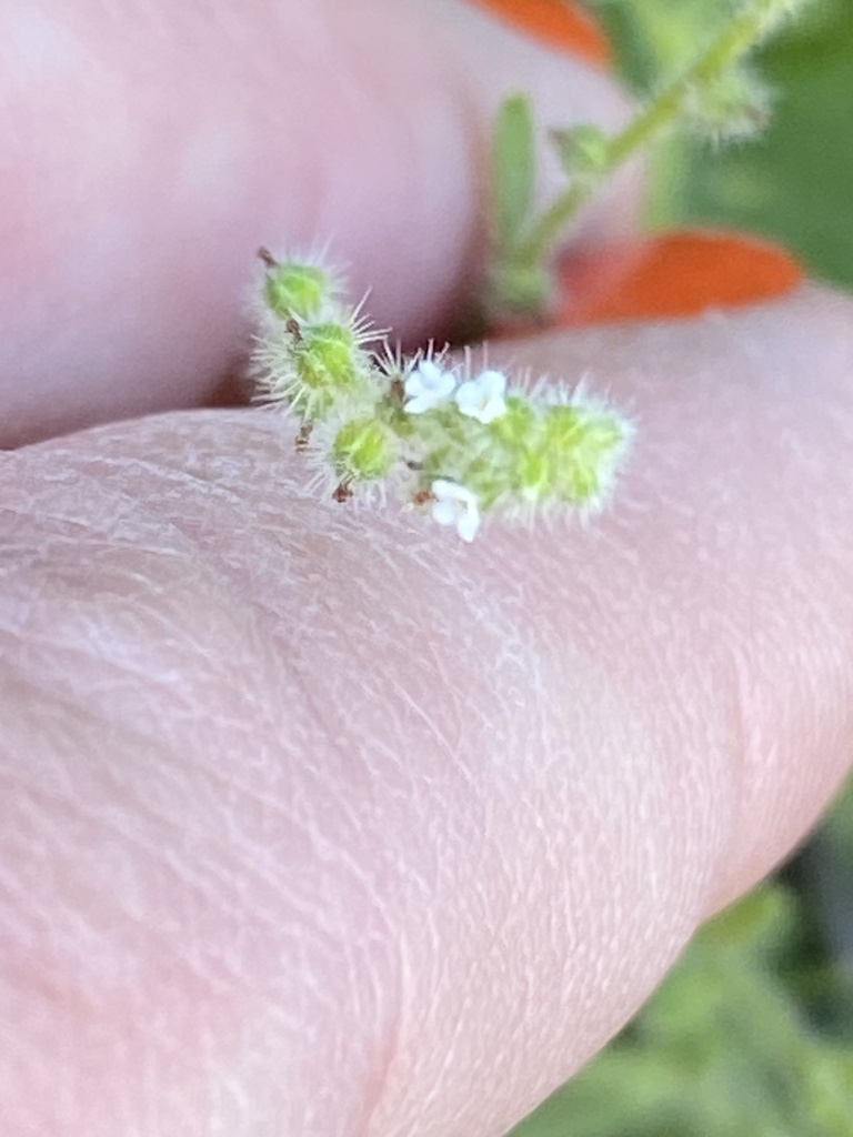 Cryptantha micromeres (Minute-flowered cryptantha), native California herb