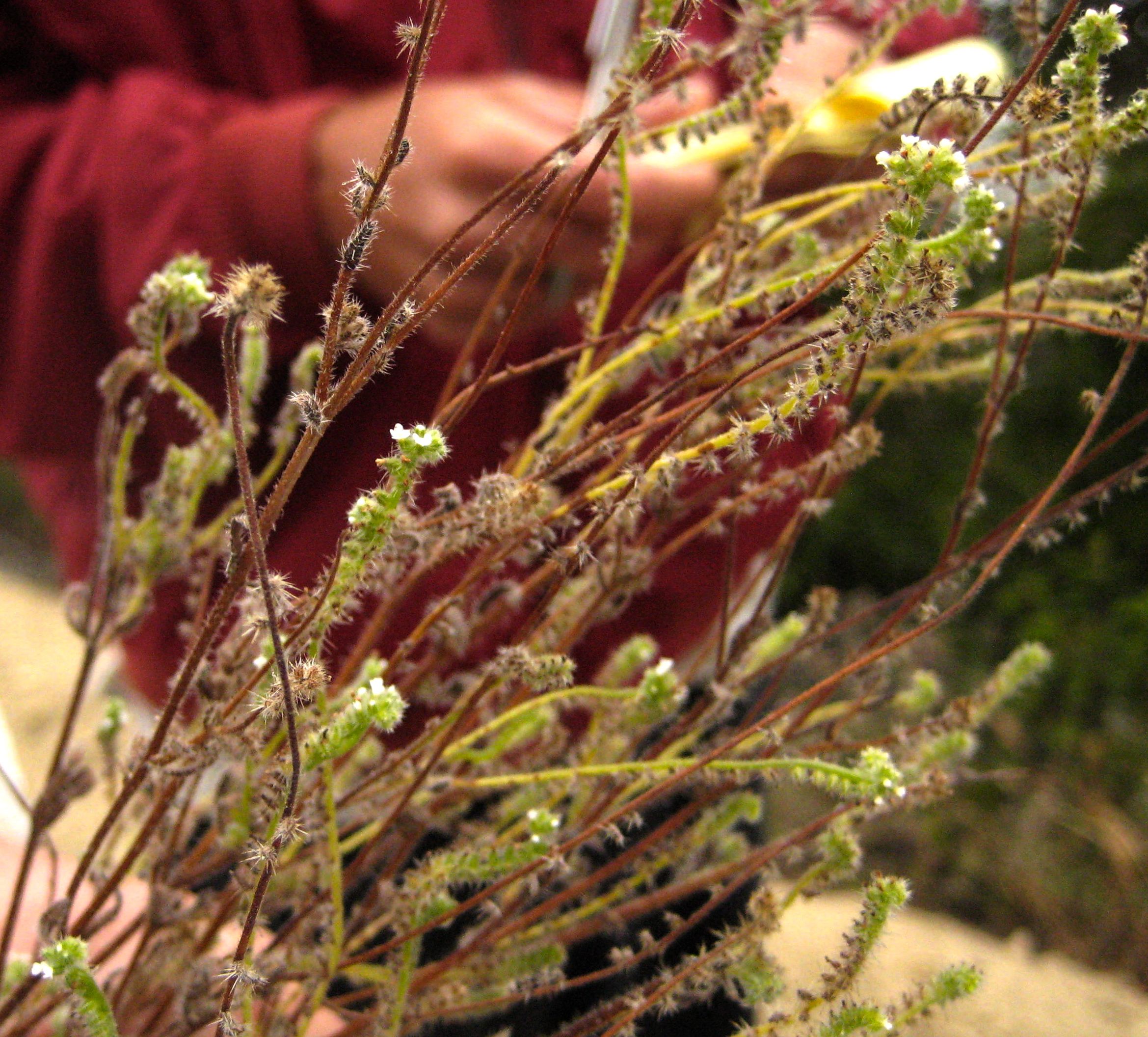 Cryptantha microstachys (Tejon cryptantha), native California herb