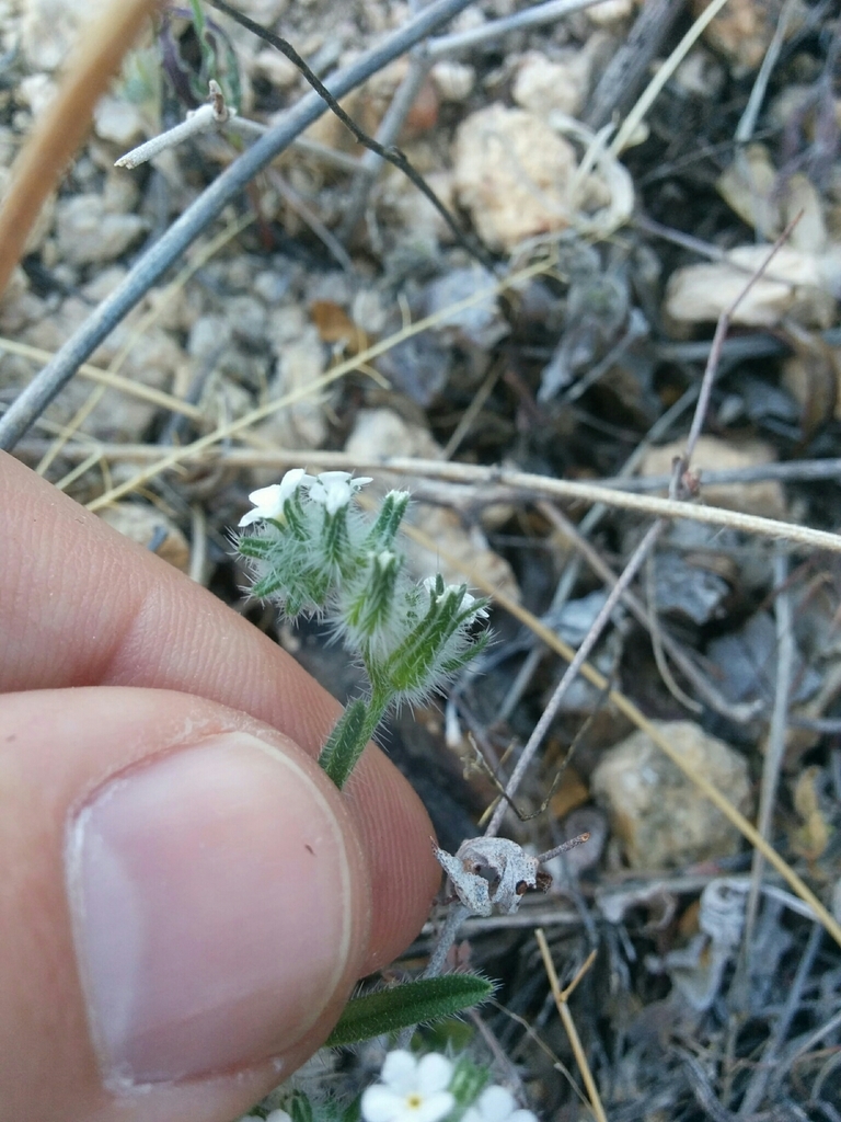 Cryptantha muricata var. muricata (Showy prickly-nut cryptantha), native California annual