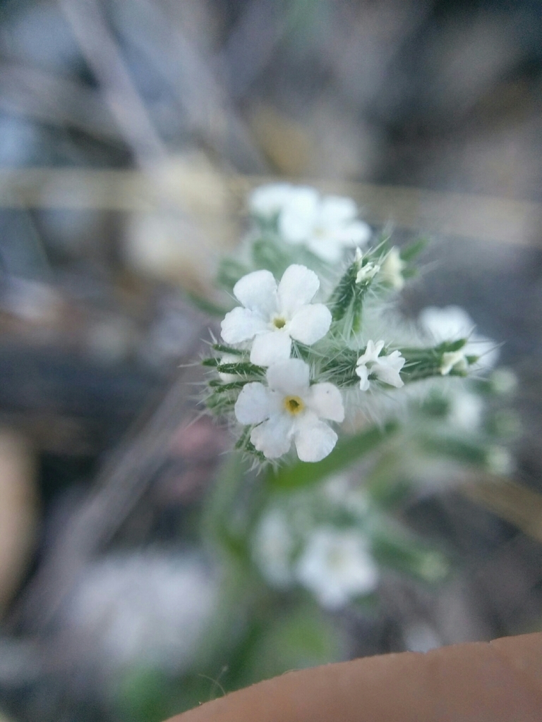 Cryptantha muricata (Pointed cryptantha), native California herb