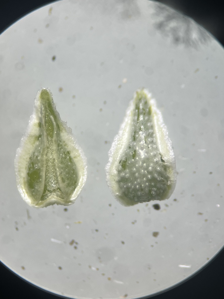 Cryptantha oxygona (Sharp-nut cryptantha), native California herb