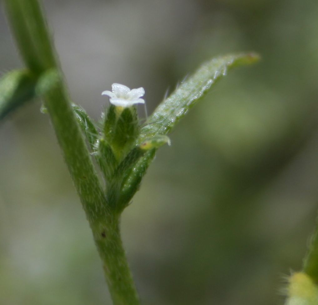 Cryptantha pterocarya (Winged nut forget me not), native California herb