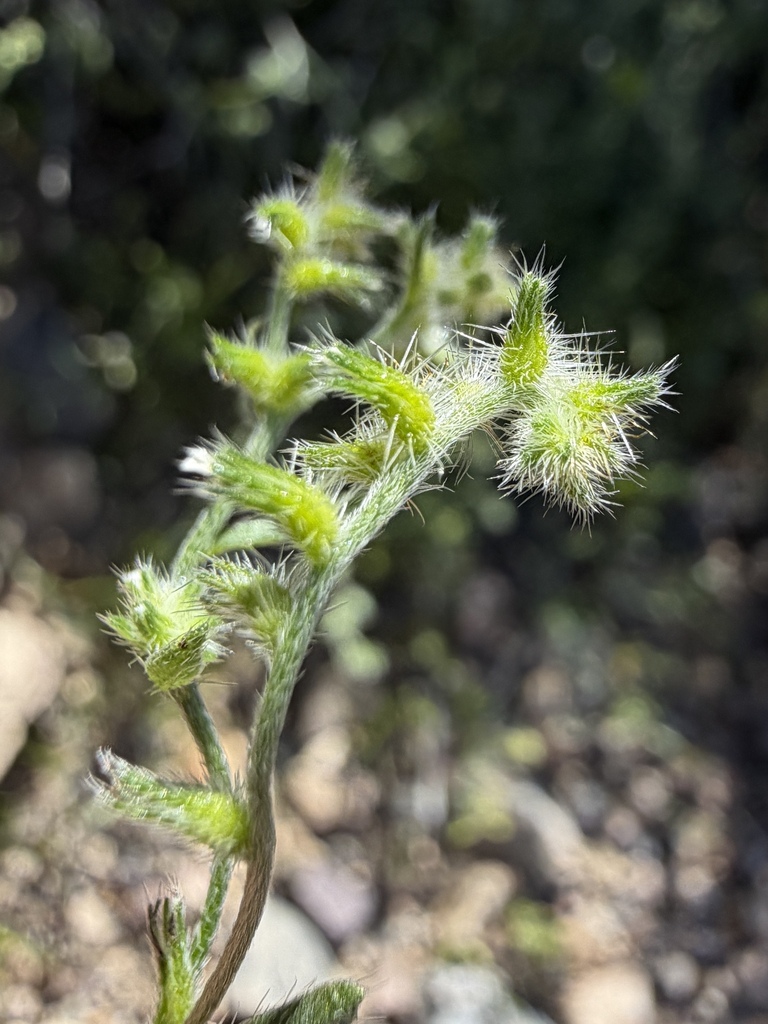 Cryptantha recurvata (Curved-nut cryptantha), native California herb