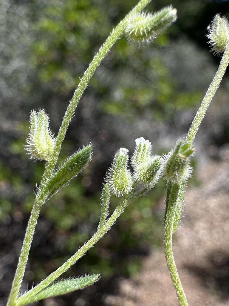 Cryptantha rostellata (Red-stemmed cryptantha), native California annual