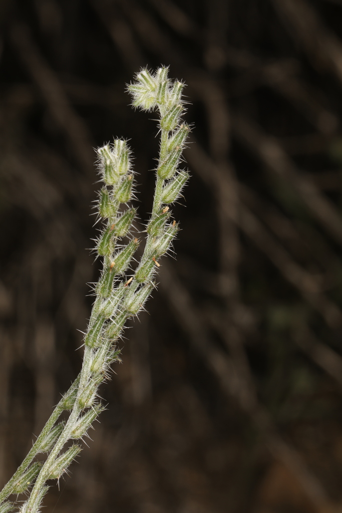 Cryptantha scoparia (Snake river cryptantha), native California herb