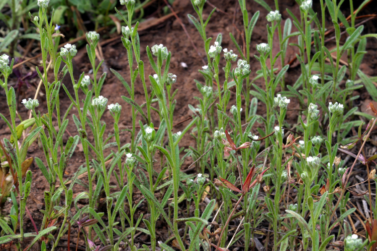 Cryptantha simulans (Pine cryptantha), native California herb
