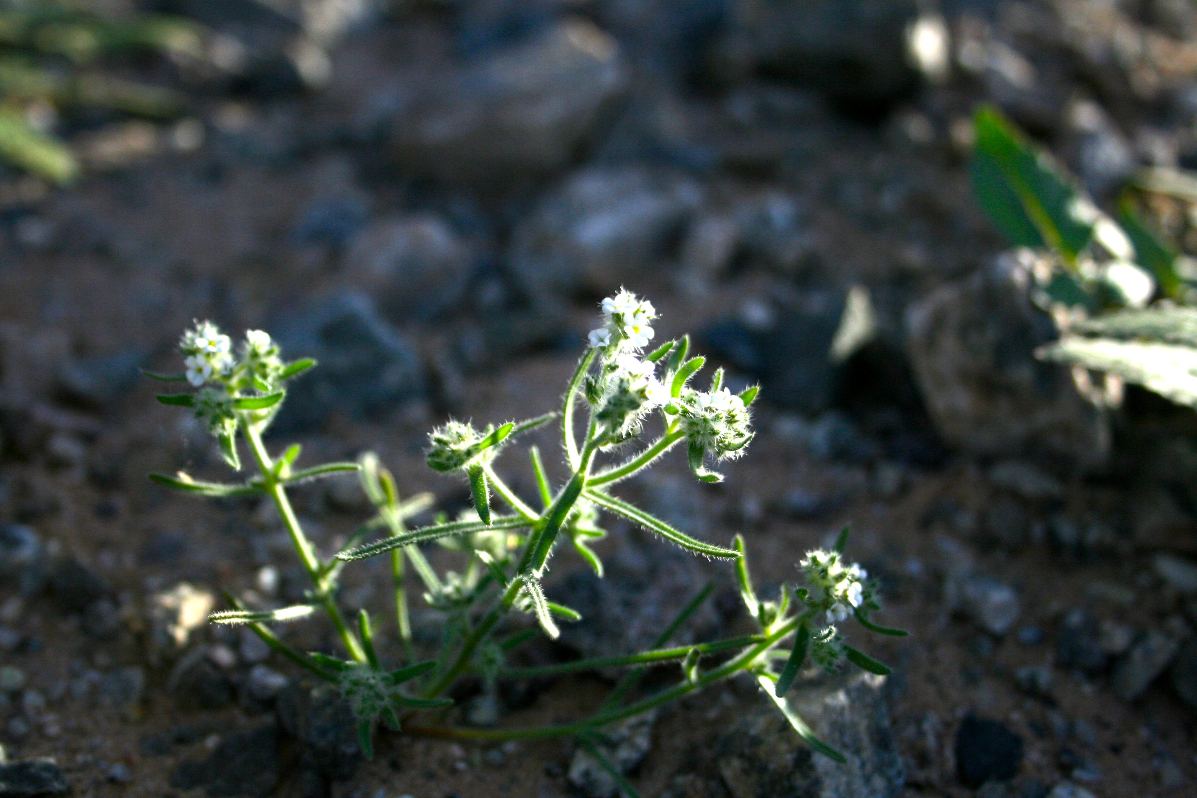 Cryptantha sp., native California annual
