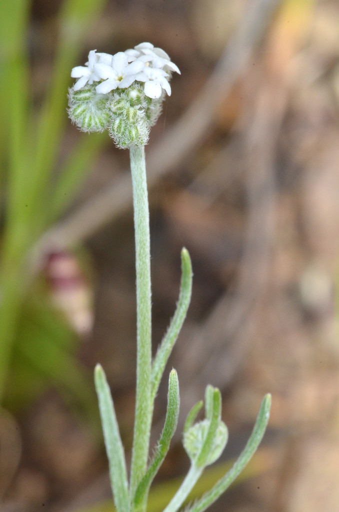 Cryptantha sparsiflora (Few-flowered cryptantha), native California herb