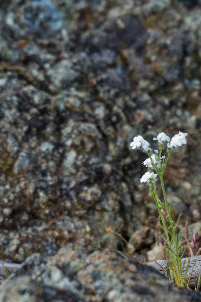 Cryptantha spithamaea (Tuolumne cryptantha), native California annual
