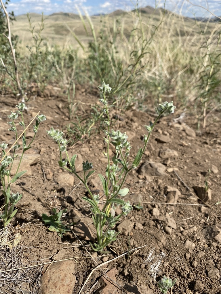 Cryptantha torreyana (Torrey's cryptantha), native California herb