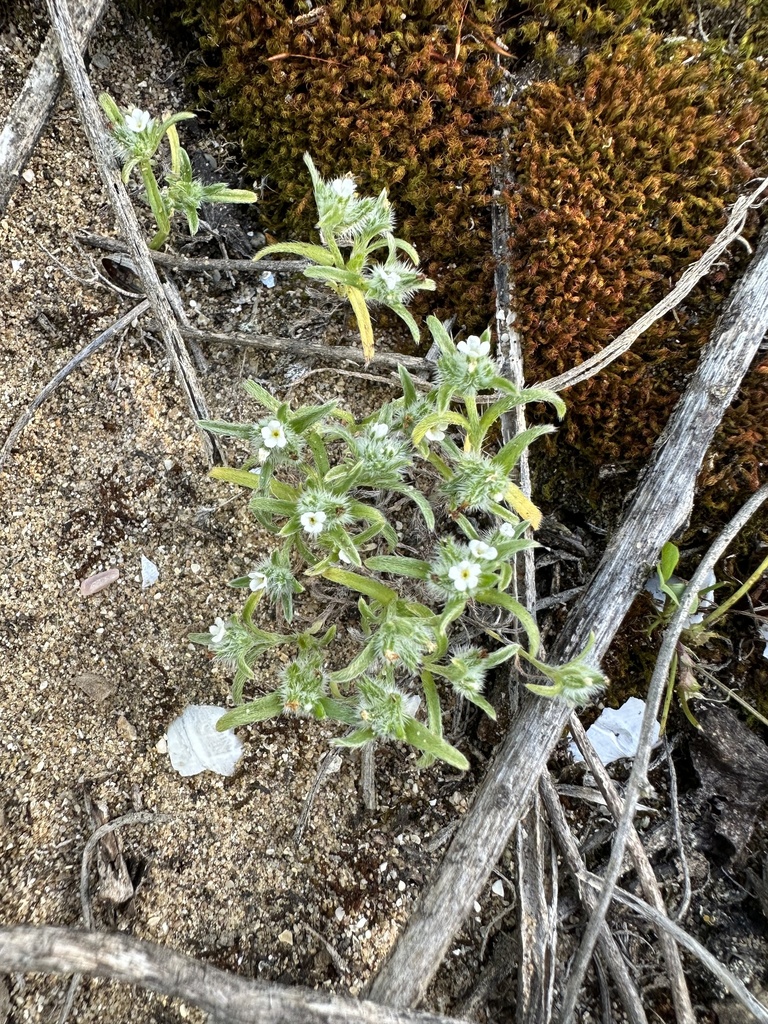 Cryptantha traskiae (Trask's cryptantha), native California herb
