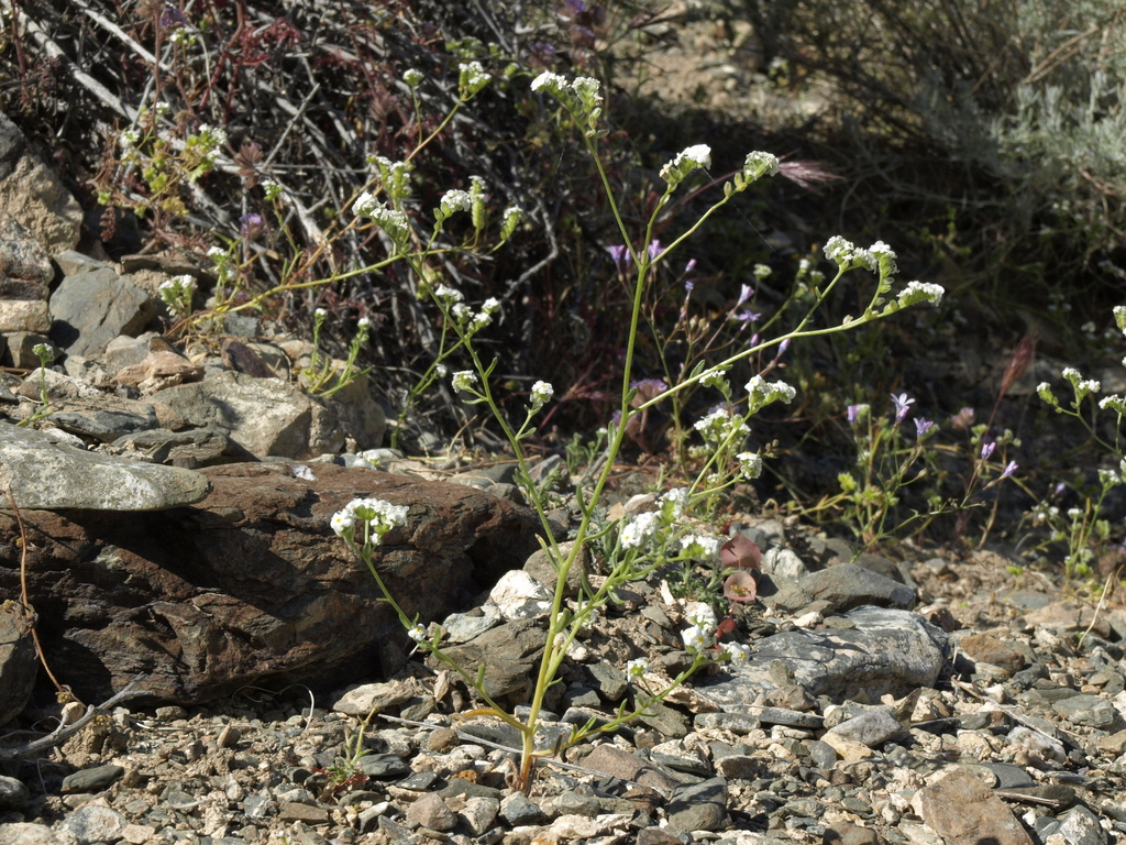 Cryptantha utahensis (Scented cryptantha), native California herb