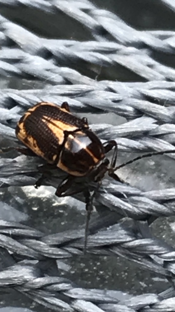 Cryptocephalus castaneus, California species