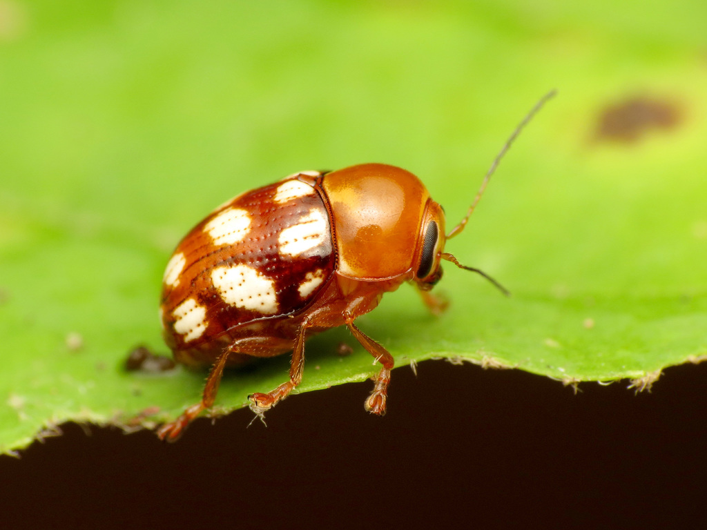 Cryptocephalus spurcus (Foul Case-bearing Leaf Beetle), California species