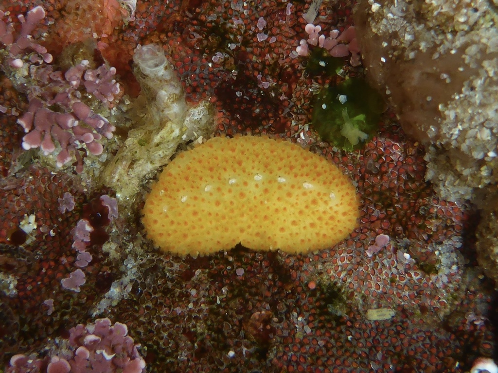 Cryptochiton stelleri (Gumboot Chiton), California species