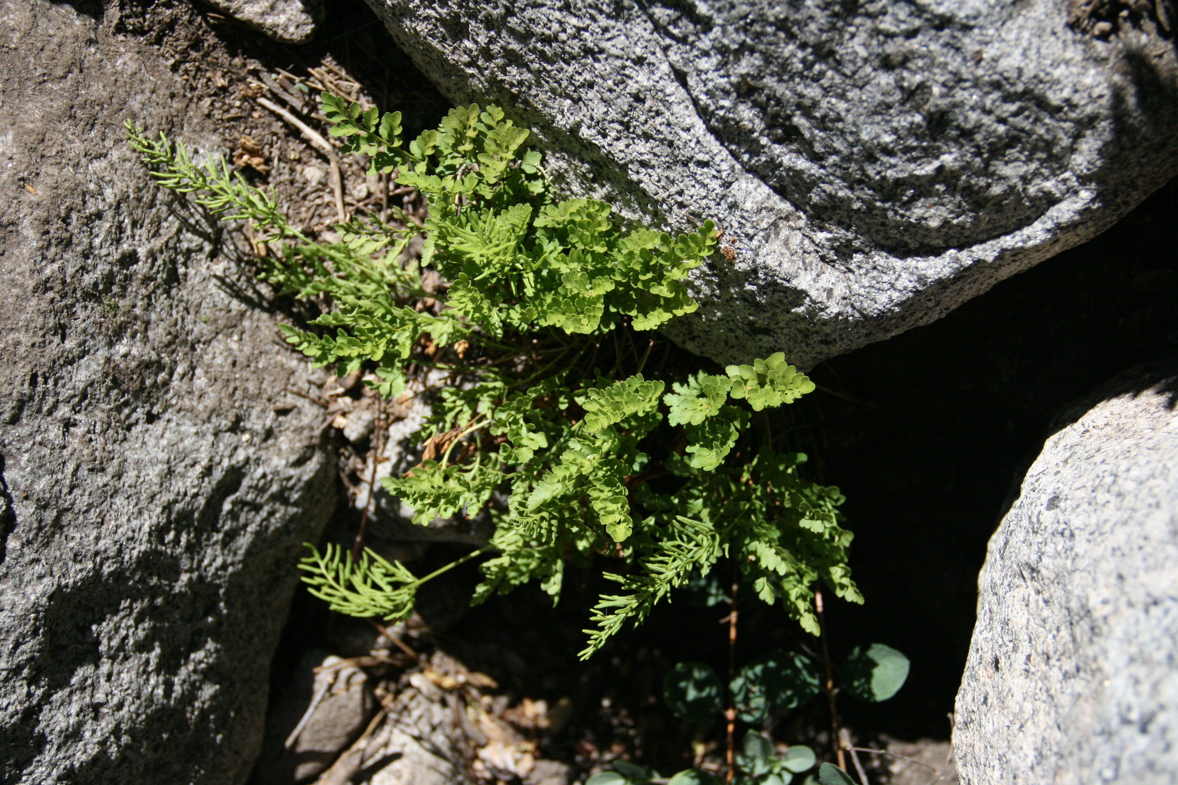 Cryptogramma acrostichoides (American parsley fern), native California herb