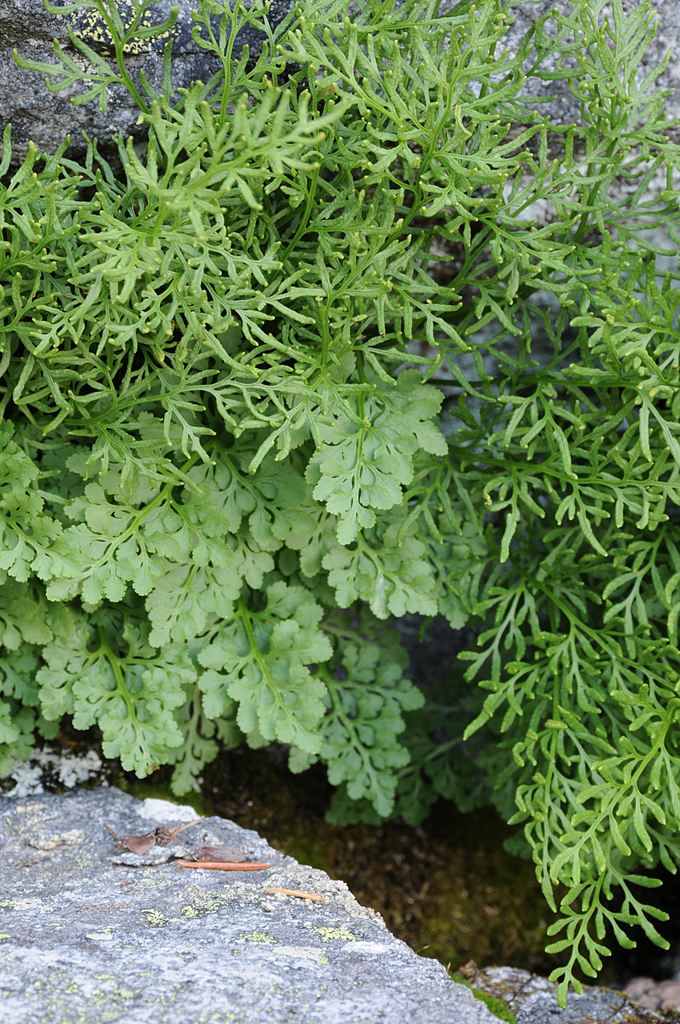 Cryptogramma cascadensis (Cascade parsley fern), native California herb