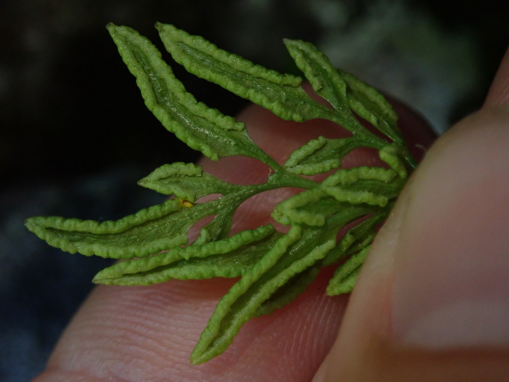 Cryptogramma sp. (Parsley fern), native California perennial