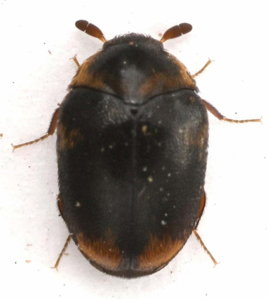 Cryptorhopalum apicale, California species