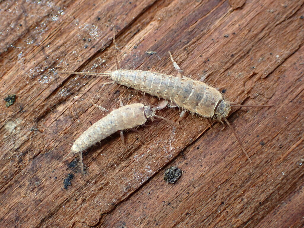 Ctenolepisma ciliatum, California species