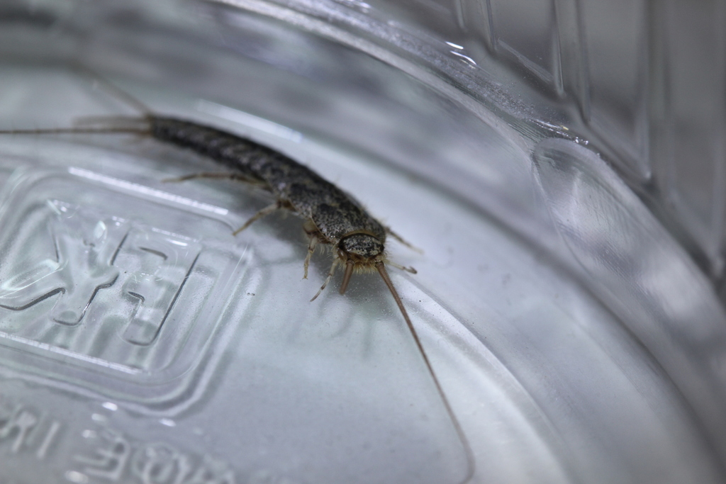 Ctenolepisma lineatum (Four-lined Silverfish), California species
