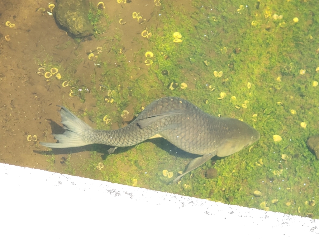 Ctenopharyngodon idella (Grass carp), California species