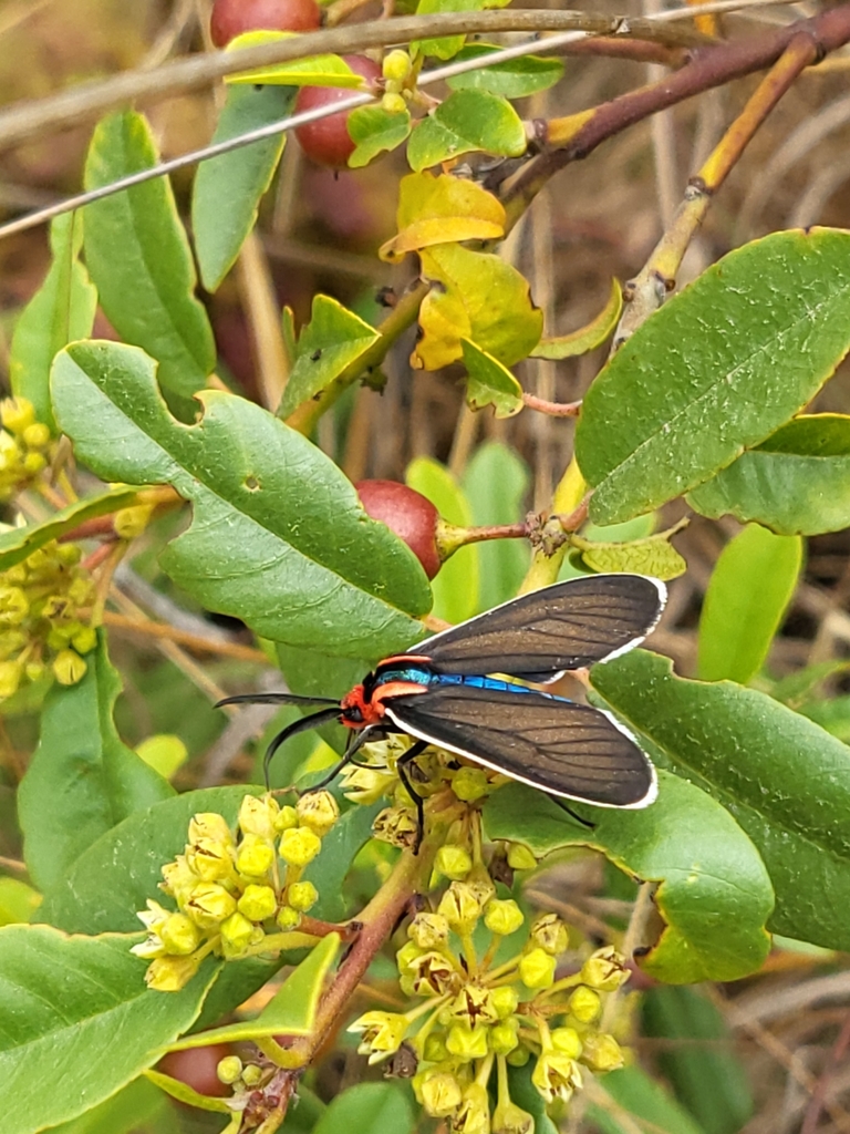 Ctenucha brunnea (Brown Ctenucha), California species