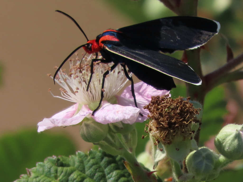 Ctenucha multifaria, California species