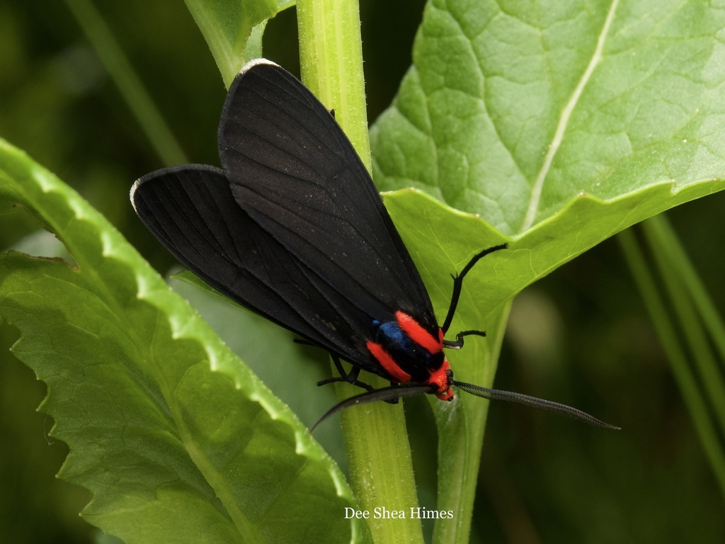 Ctenucha rubroscapus (Red-Shouldered Ctenucha), California species