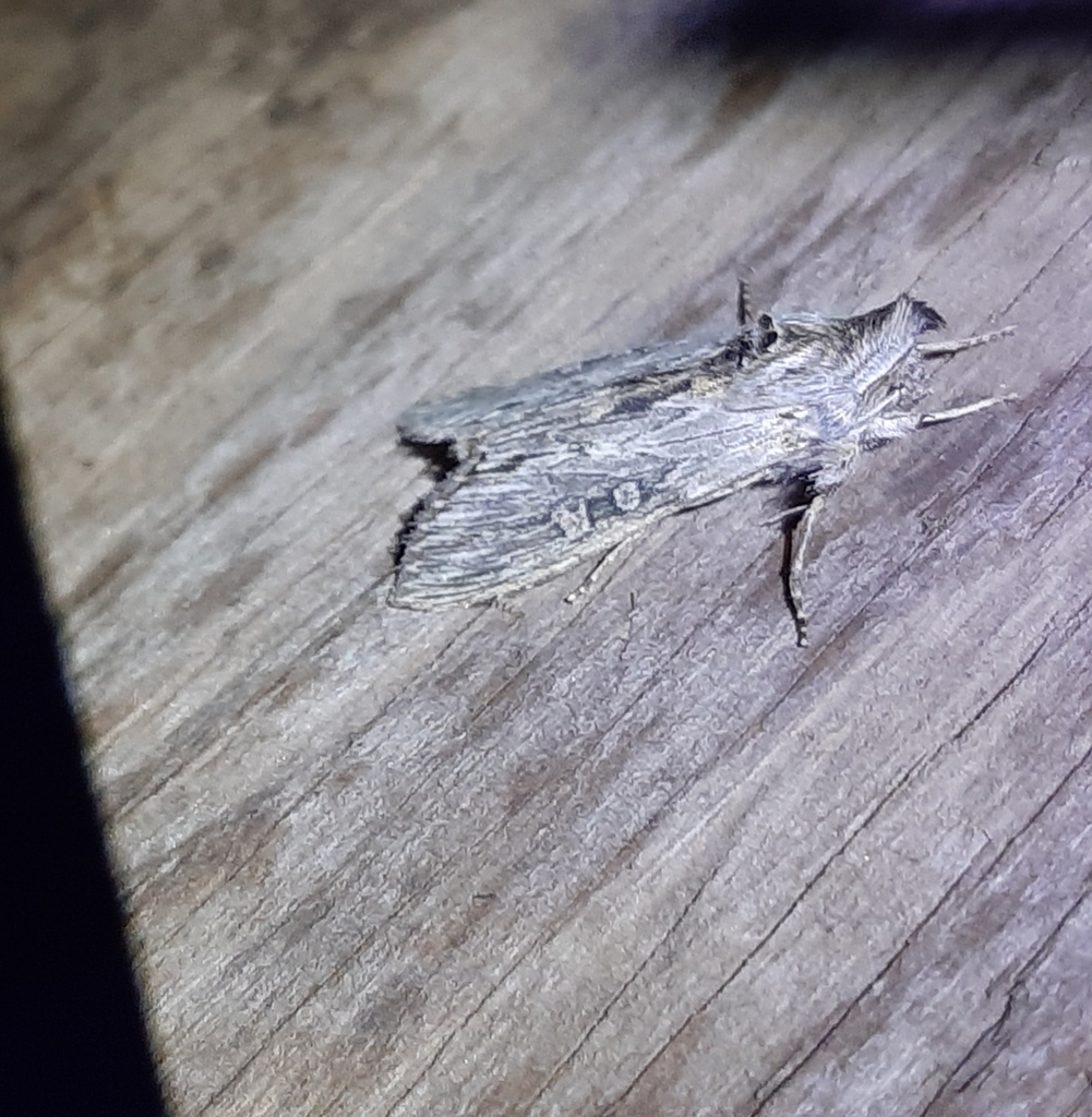 Cucullia antipoda, California species
