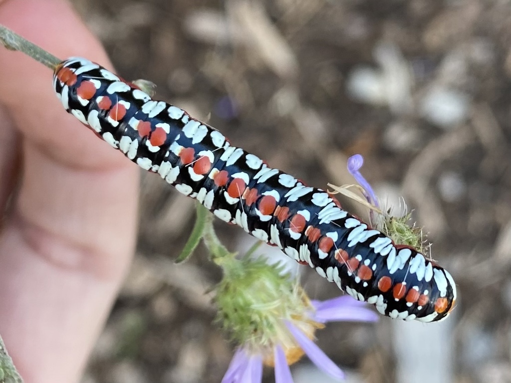 Cucullia dorsalis, California species